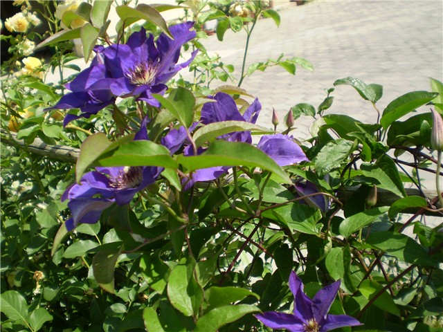 clematis